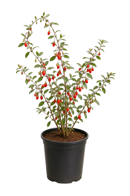 Goji Berry / Kurt Üzümü