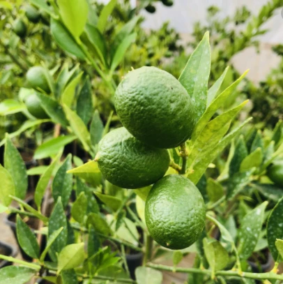Saksıda Limon Yetiştirmek